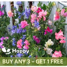 SWEET PEA BIJOU DWARF MIX - 40