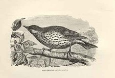 Original Old Antique Print