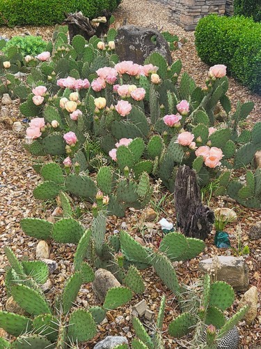 Prickly pear cactus - prickly, &