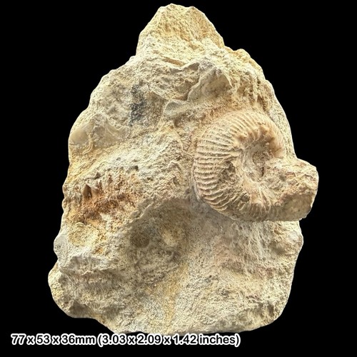 Stephanoceras ammonite with - stephanoceras,
