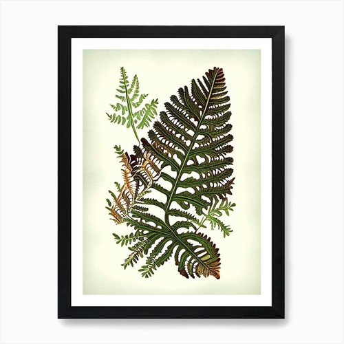 Rusty back fern vintage - rusty, 1
