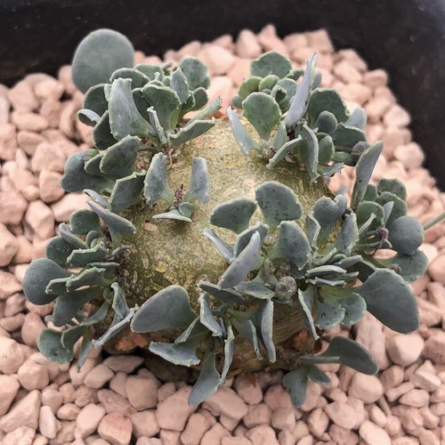 5cm succulent cactus plant - 2.5cm,