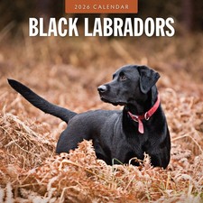 Black Labradors 2026 Square