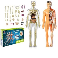 3D Human Body Torso Model for UK Kids Anatomy Model Skeleton Removable Parts Toy