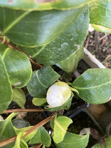 White camellia evergreen - white,