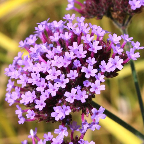 Verbena bonariensis - verbena,