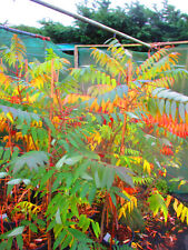 4ft-5ft inc. pot  Staghorn Sumach Tree - Rhus typhina 7litre
