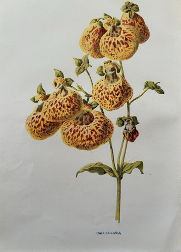 Antique print calceolaria - antique,