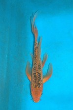 13.5" Butterfly Hanna Shusui