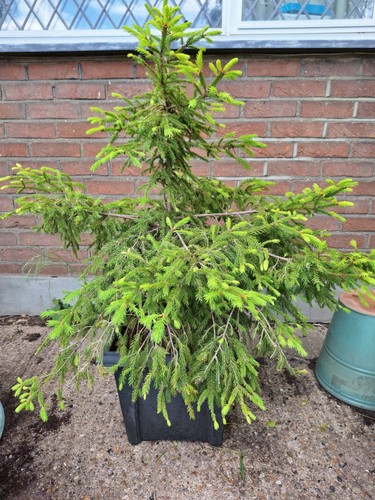Spruce tree plant 80 cm - spruce,