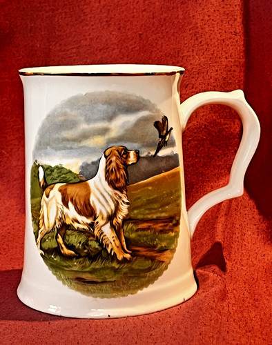 Springer spaniel dog shooting - springer,