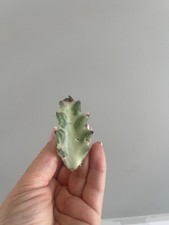 Euphorbia Lactea White Ghost