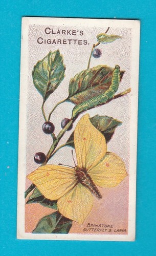 Butterflies moths card no - &,