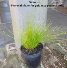 Isolepis cernua (Scirpus