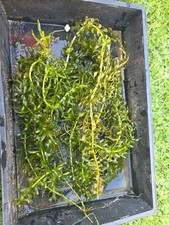 Bunch of 10 Stems of Elodea Densa Pond Plants