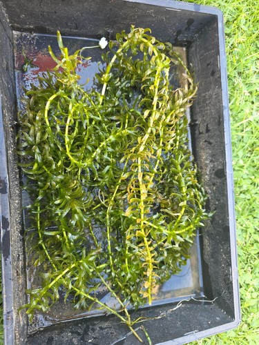 Bunch stems of - of,