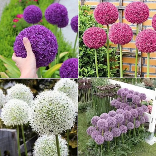 Allium globemaster giant - allium,