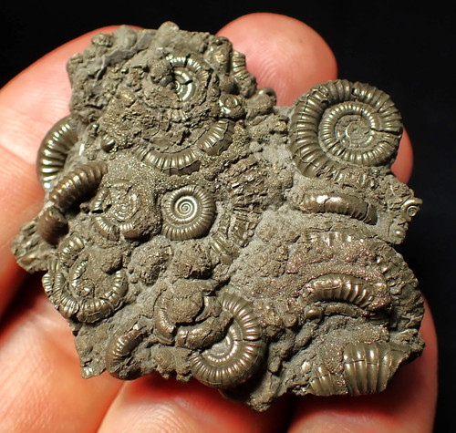 Pyrite multi ammonite fossil - multi-ammonite,