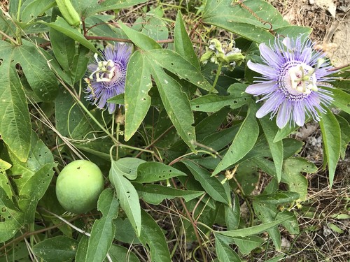 Passion flower vine purple - passion,