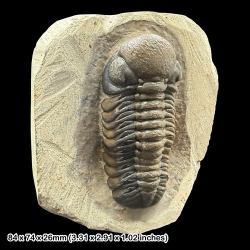Phacops trilobite fossil - phacops,