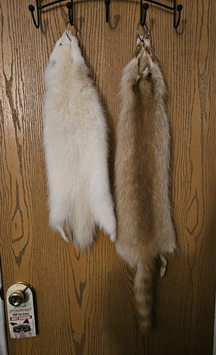 Rare white albino opossum - opossum, pelt
