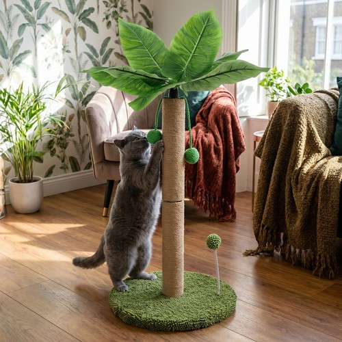 Palm tree cat scratching - palm,