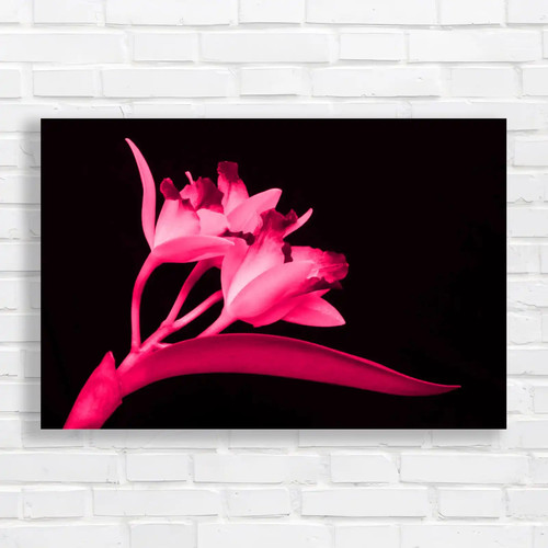 Cattleya flowers exquisite - cattleya,