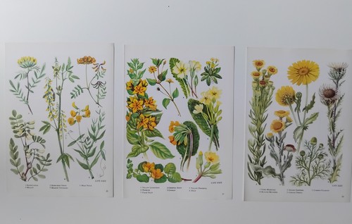 Set vintage prints - 3,