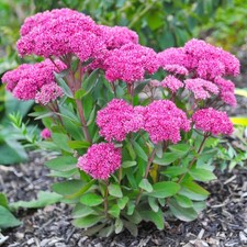 Sedum 'Goodbud' Real Outdoor Pink Perennial Outdoor Succulent Plant in Pot
