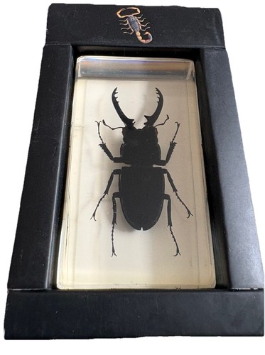 Black stag beetle paperweight - beetle,