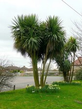 Cordyline Australis - Torbay