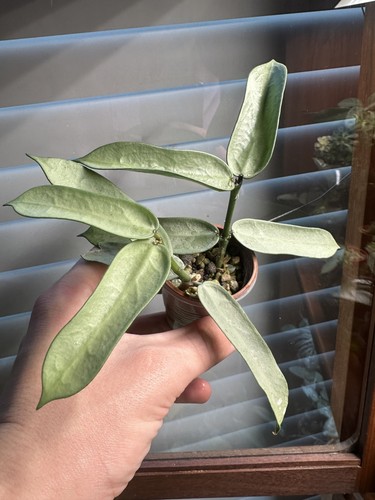 Hoya pandurata silver fresh - silver,