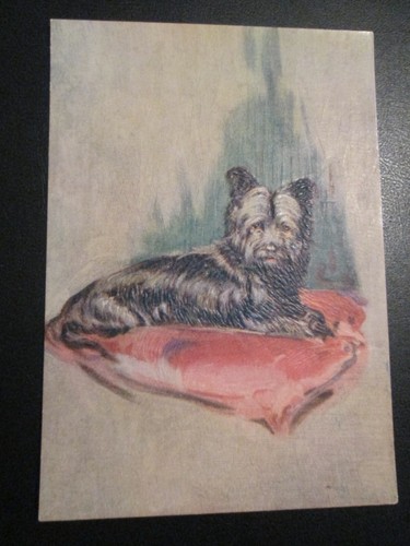 Postcard the skye terrier - postcard,