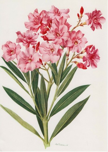 Pink oleander nerium - oleander,