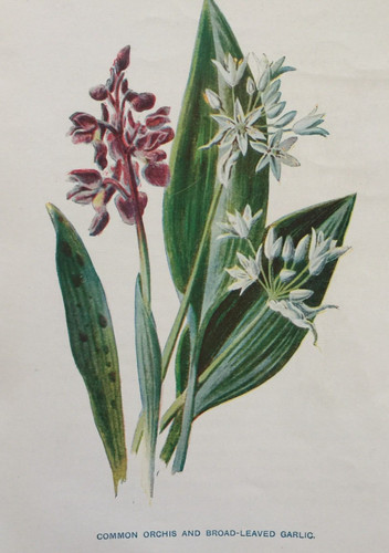 Antique print common - antique, orchis