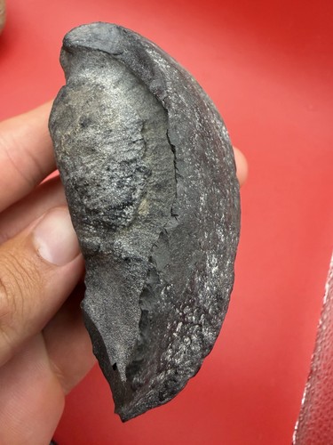 Dolphin whale ear bone - dolphin,