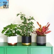 Air Purifying Plant Collection