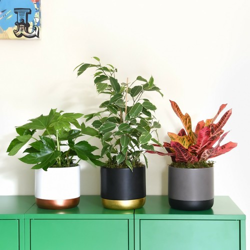 Air purifying plant collection - air,