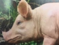 British Pink Pig Garden Kitchen Statue Ornament