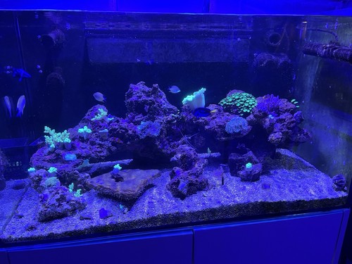 Aqua marin 900 pro aquarium - marin,