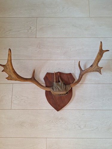 Vintage deer antlers mounted - vintage,