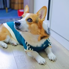 Adidas Originals Dog & Cat