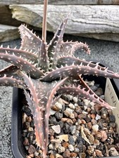 Aloe hybrid ‘Mini Jaws’. US Hybrid. Miniature Compact Plant.