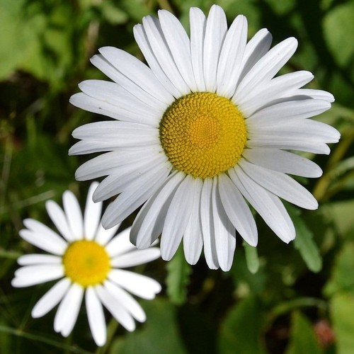 Three shasta daisy - , perennial