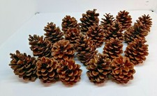 ! Large Organic Pine Cones x 20+ Christmas Crafting