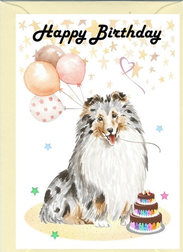 Shetland sheepdog sheltie - sheepdog, /