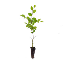 Beech trees fagus - 12,