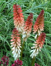 KNIPHOFIA 'Orange Vanilla Popsicle' - (Red Hot Poker, Torch Lily) -  ex 9cm Pot