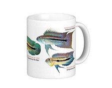 Apistogramma Mug: Photo Mug Tropical Fish of the World Series