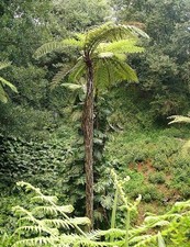 Sphaeropteris cooperi Tree Fern 9cm Pot Outdoor grown Hardy zone 9 gardens